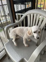 AKC Minnie, a female Poodle - Toy  for sale in Elgin, TX – Photo 4 of 8