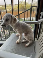 AKC Minnie, a female Poodle - Toy  for sale in Elgin, TX – Photo 5 of 8