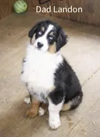 Bauer, a male Australian Shepherd for sale in Blairsburg, IA – 5 of 7