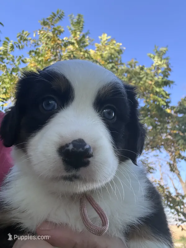 Lily – Australian Shepherd puppy for sale in Blairsburg, IA