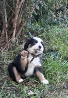 Lily, a female Australian Shepherd for sale in Blairsburg, IA – 2 of 5