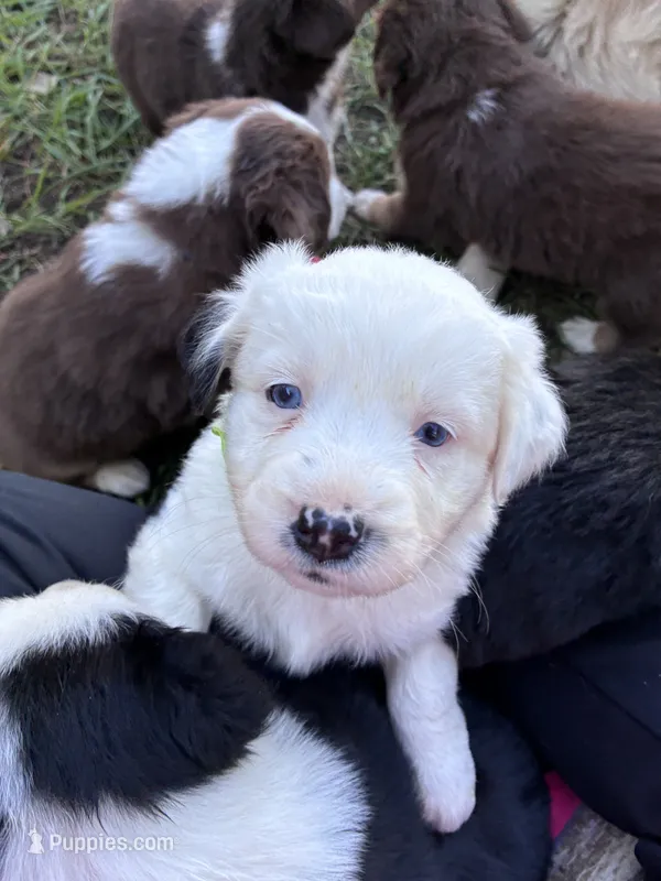 Shiloh – Australian Shepherd puppy for sale in Blairsburg, IA