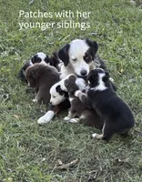 Bauer, a male Australian Shepherd for sale in Blairsburg, IA – 7 of 7