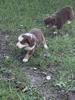 Maverick, a male Australian Shepherd for sale in Blairsburg, IA – 5 of 8