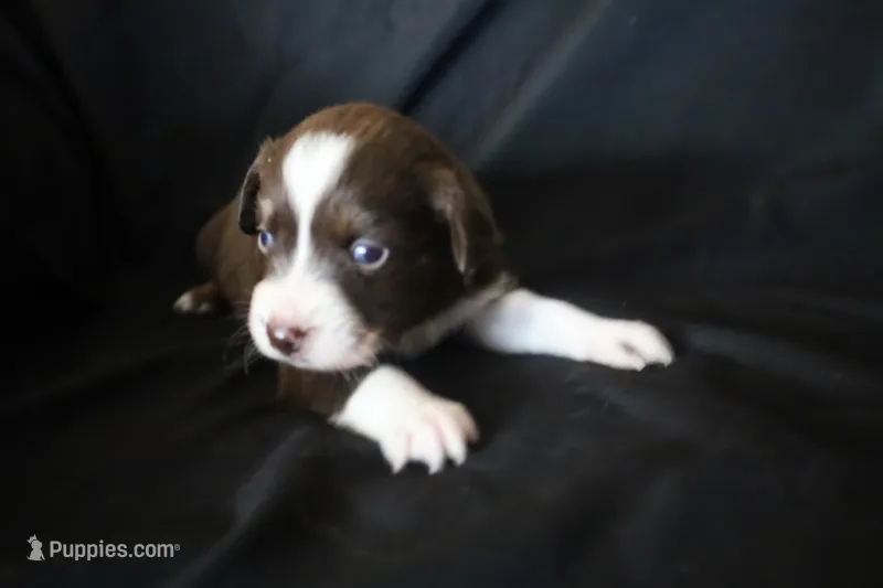 Pipsqueak – Australian Shepherd puppy for sale in Blairsburg, IA