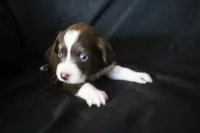Pipsqueak, a female Australian Shepherd for sale in Blairsburg, IA – 1 of 4