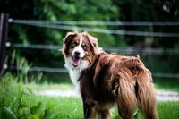 Blossom, a female Australian Shepherd for sale in Blairsburg, IA – 6 of 6