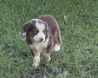 Maverick, a male Australian Shepherd for sale in Blairsburg, IA – 3 of 8