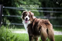 Bauer, a male Australian Shepherd for sale in Blairsburg, IA – 6 of 7
