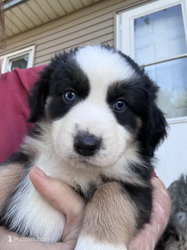 Blossom – Australian Shepherd puppy for sale in Blairsburg, IA