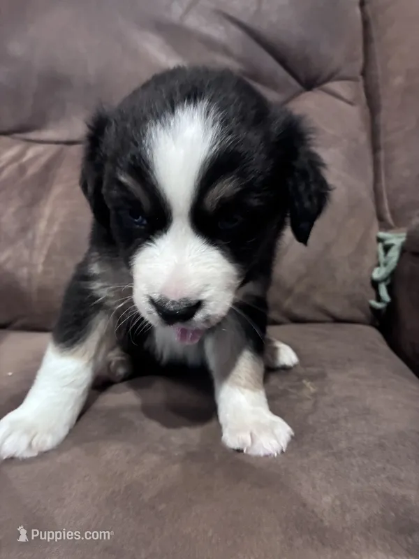 Matty – Australian Shepherd puppy for sale in Blairsburg, IA