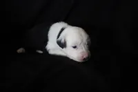 Shiloh, a female Australian Shepherd for sale in Blairsburg, IA – 2 of 5