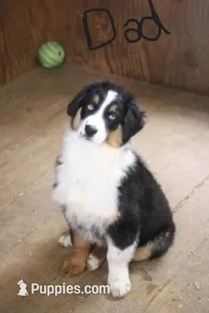 Pipsqueak, a female Australian Shepherd for sale in Blairsburg, IA – 3 of 4