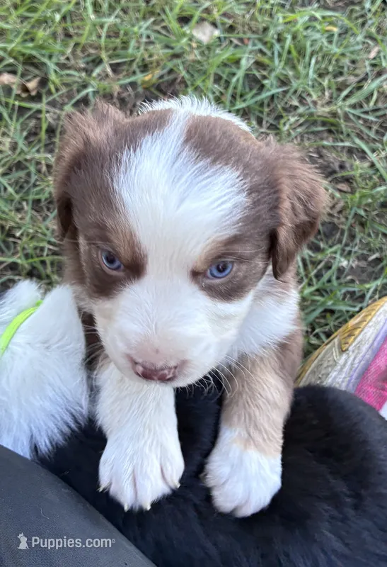 Maverick – Australian Shepherd puppy for sale in Blairsburg, IA