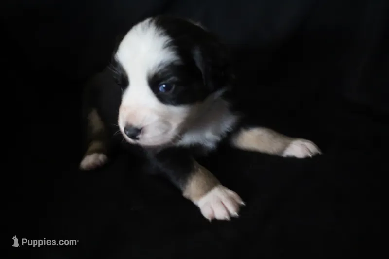 Lily – Australian Shepherd puppy for sale in Blairsburg, IA