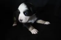 Lily, a female Australian Shepherd for sale in Blairsburg, IA – 1 of 5