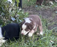 Maverick, a male Australian Shepherd for sale in Blairsburg, IA – 4 of 8