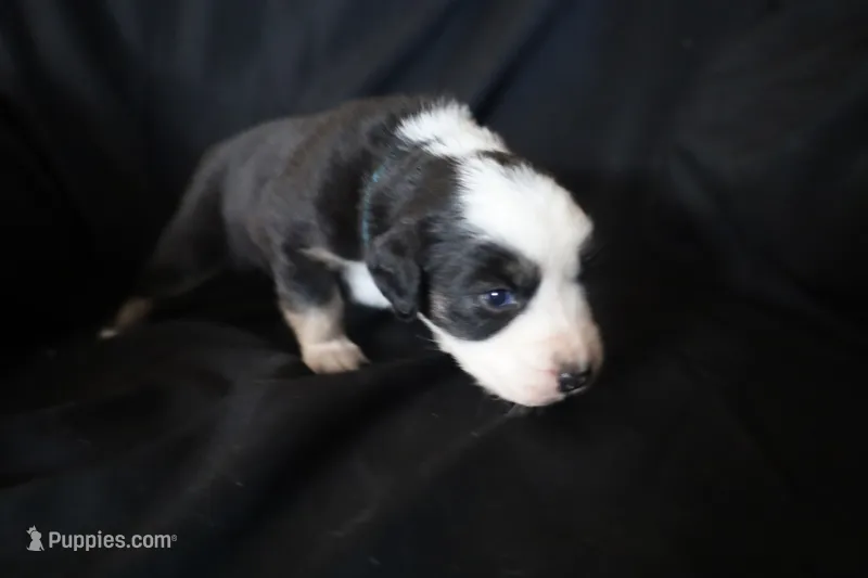 Blossom – Australian Shepherd puppy for sale in Blairsburg, IA