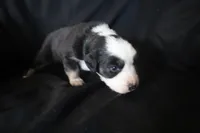 Blossom, a female Australian Shepherd for sale in Blairsburg, IA – 1 of 6
