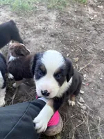 Blossom, a female Australian Shepherd for sale in Blairsburg, IA – 4 of 6