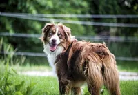 Shiloh, a female Australian Shepherd for sale in Blairsburg, IA – 4 of 5