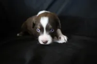 Pipsqueak, a female Australian Shepherd for sale in Blairsburg, IA – 2 of 4