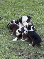 Lily, a female Australian Shepherd for sale in Blairsburg, IA – 5 of 5