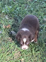 Pipsqueak, a female Australian Shepherd for sale in Blairsburg, IA – 4 of 4