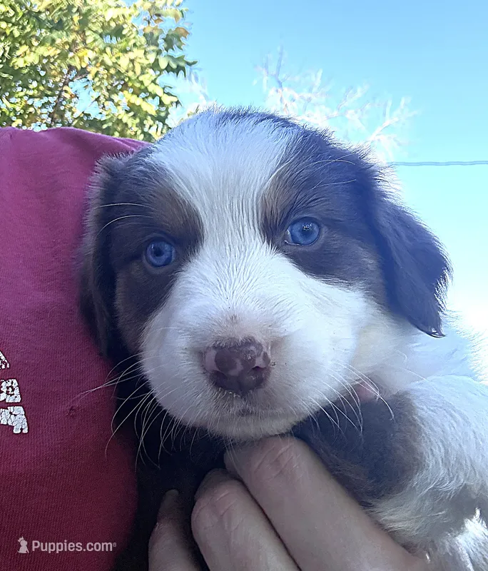 Maverick – Australian Shepherd puppy for sale in Blairsburg, IA