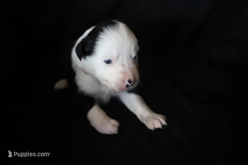 Goose  – Australian Shepherd puppy for sale in Blairsburg, IA