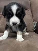 Matty, a male Australian Shepherd for sale in Blairsburg, IA – 3 of 3