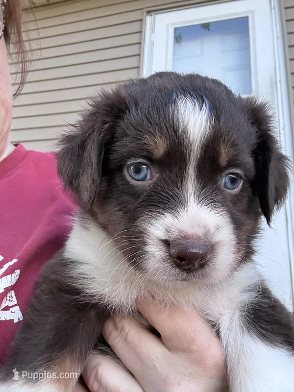 Pipsqueak – Australian Shepherd puppy for sale in Blairsburg, IA