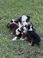 Goose , a male Australian Shepherd for sale in Blairsburg, IA – 2 of 6