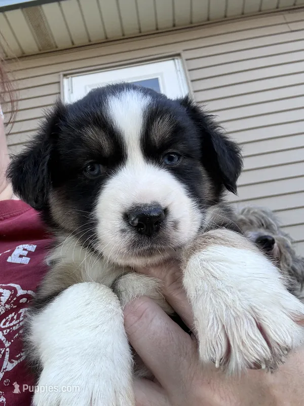 Bauer, a male Australian Shepherd for sale in Blairsburg, IA – 1 of 7