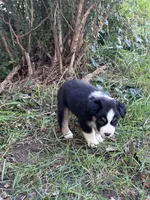Matty, a male Australian Shepherd for sale in Blairsburg, IA – 2 of 3