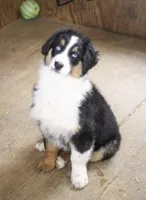 Shiloh, a female Australian Shepherd for sale in Blairsburg, IA – 3 of 5