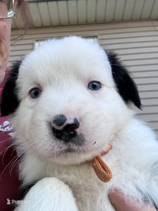 Goose  – Australian Shepherd puppy for sale in Blairsburg, IA