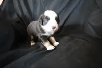 Blossom, a female Australian Shepherd for sale in Blairsburg, IA – 2 of 6