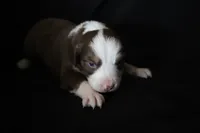 Maverick, a male Australian Shepherd for sale in Blairsburg, IA – 2 of 8