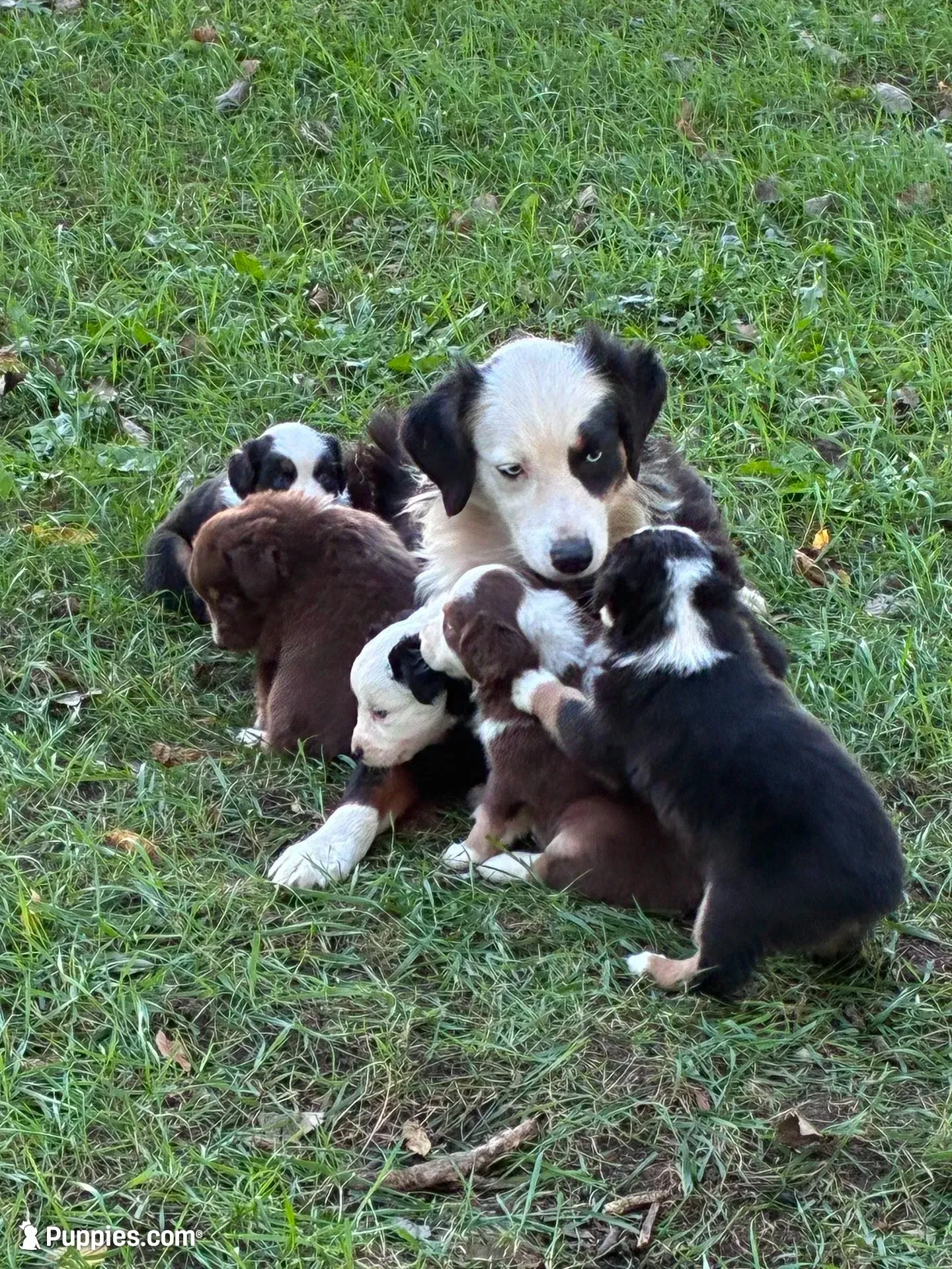 Blossom, a female Australian Shepherd for sale in Blairsburg, IA – 3 of 6