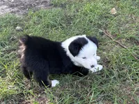 Goose , a male Australian Shepherd for sale in Blairsburg, IA – 4 of 6