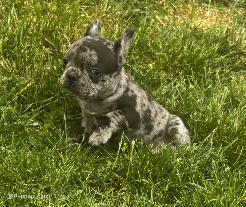 Bluey – Frenchton puppy for sale in Coshocton, OH