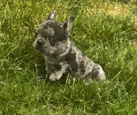 Bluey, a male Frenchton for sale in Coshocton, OH – Photo 1 of 3