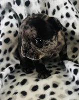 Bluey, a male Frenchton for sale in Coshocton, OH – Photo 3 of 3