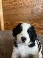 Darla, a female Miniature Bernedoodle for sale in Nashville, MI – 4 of 6