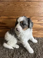Tutu, a female Miniature Bernedoodle for sale in Nashville, MI – 3 of 5