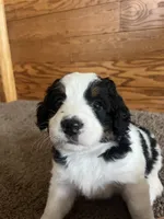 Darla, a female Miniature Bernedoodle for sale in Nashville, MI – 2 of 6