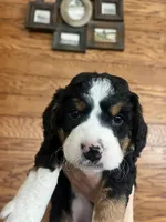 Brownie, a female Miniature Bernedoodle for sale in Nashville, MI – 3 of 6