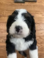 Fancy, a female Miniature Bernedoodle for sale in Nashville, MI – 3 of 5