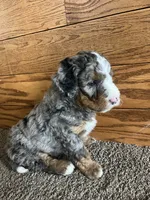 Dorito, a male Miniature Bernedoodle for sale in Nashville, MI – 4 of 6